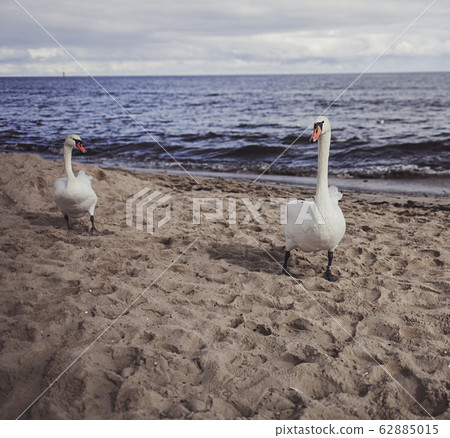 two white swans on shore of sea two white swans on shore of sea 62885015
