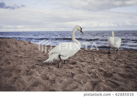 Two of adult and young wild swans Two of adult and young wild swans 62885016