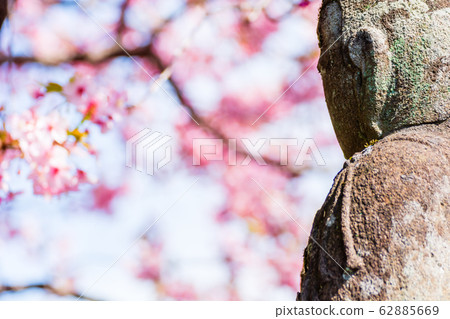 春天的理由：石像和早盛開的川津櫻花 62885669