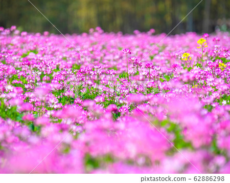 Lotus grass Lotus grass 62886298