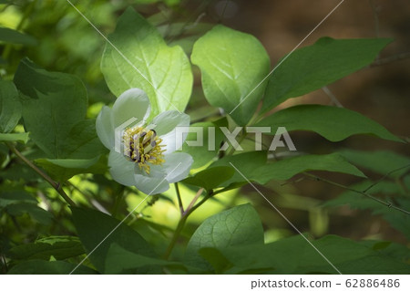 Yamaha peony with sunbeams Yamaha peony with sunbeams 62886486