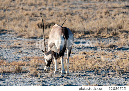 Closeup of an Oryx Closeup of an Oryx 62886725