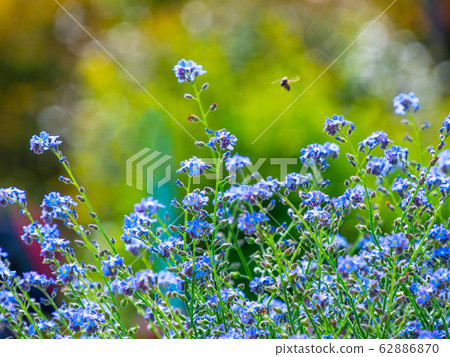 Forgetful grass Forgetful grass 62886870