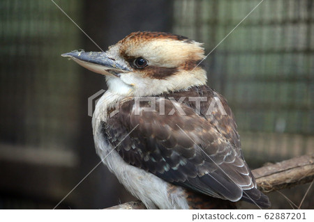 Warai翠鳥 62887201