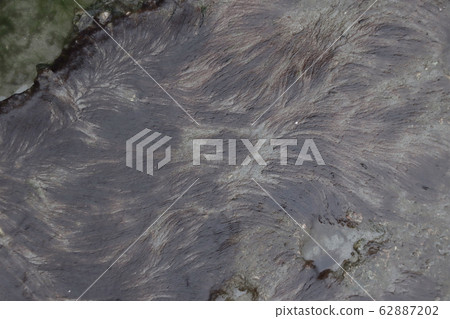 Seaweed after low tide. 62887202