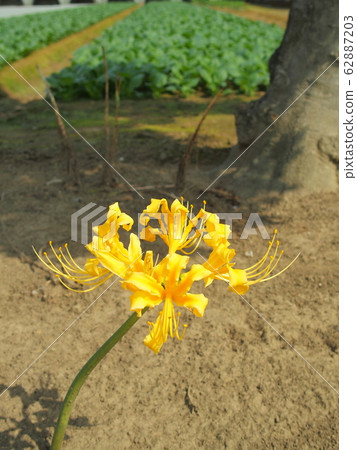 水仙花盛開在田野旁邊 62887203