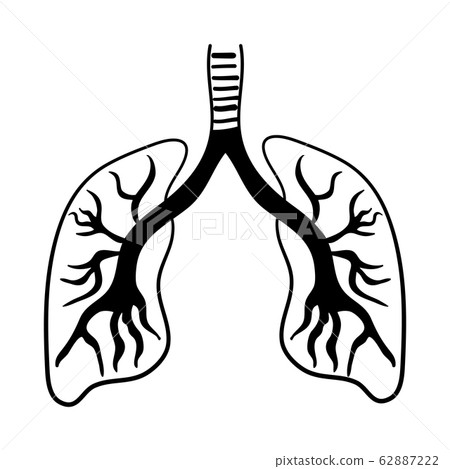 Human lungs Icon isolated illustration on white Human lungs Icon isolated illustration on white 62887222