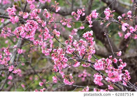 Cherry Blossoms	 62887514
