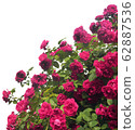 A large shrub of pink roses is isolated on a white 62887536