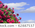A large Bush of pink roses against a blue sky 62887537