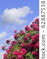 A large Bush of pink roses against a blue sky 62887538
