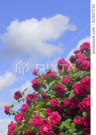 A large Bush of pink roses against a blue sky 62887538