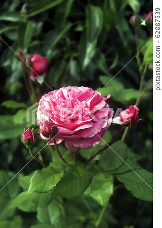 Pink rose among the leaves 62887539