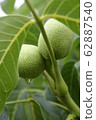 Two immature walnuts - men's health Association 62887540