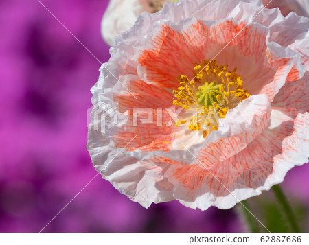 Oriental Poppy 62887686