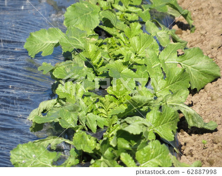 Cabbage planting 62887998
