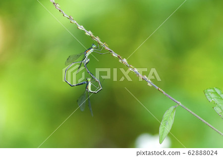 哦是的 哦是的 62888024