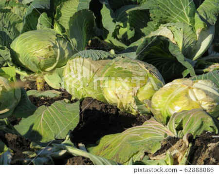 Cabbage field Cabbage field 62888086