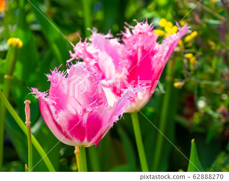 鬱金香 62888270
