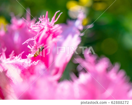 Tulips and small abu 62888272