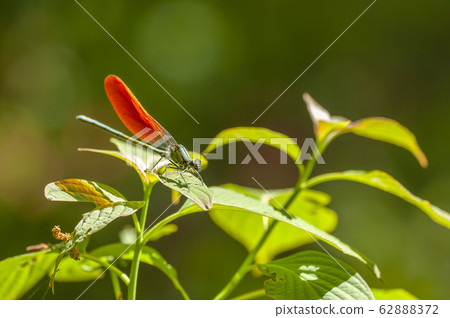 蜻蜓 蜻蜓 62888372