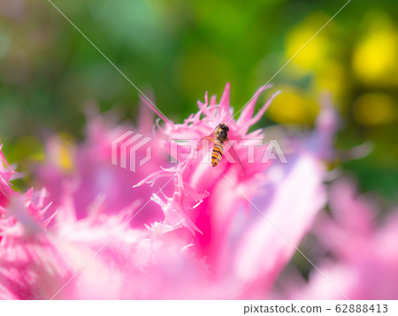 鬱金香和小阿布 鬱金香和小阿布 62888413