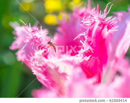 鬱金香和小阿布 62888414