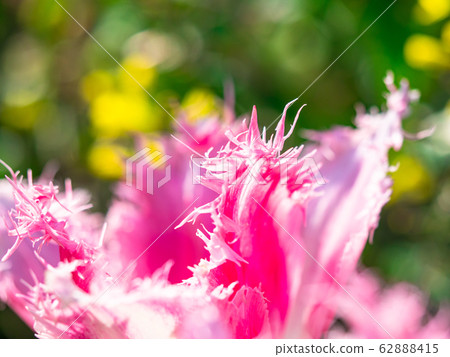 Tulip Tulip 62888415