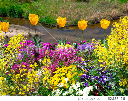 Spring Flower Field Spring Flower Field 62888416