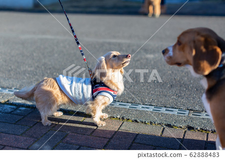 卡寧·亨達克斯(Kanin Hendachs)和小獵犬(Beagle)散步 卡寧·亨達克斯(Kanin Hendachs)和小獵犬(Beagle)散步 62888483