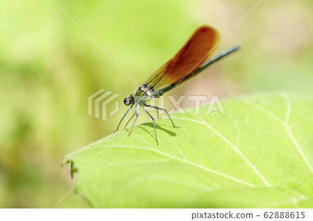 Damselfly Damselfly 62888615