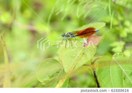Damselfly Damselfly 62888616