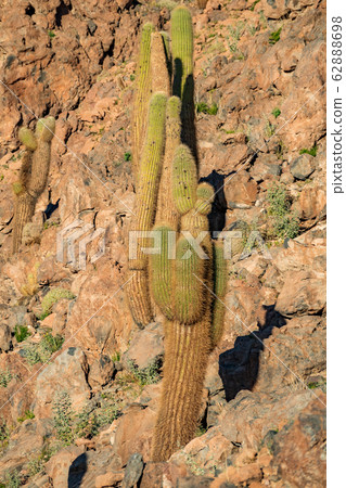 Huge cactus in the wild terrain of Guatin canyon 62888698