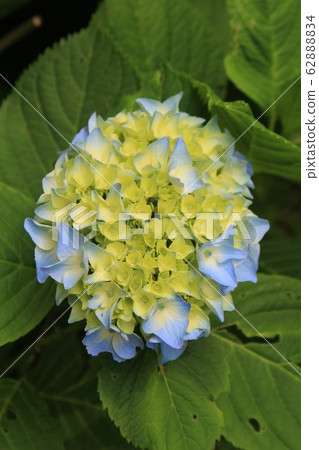 A hydrangea 62888834