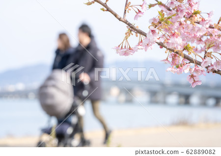 新家庭散步與櫻花 62889082