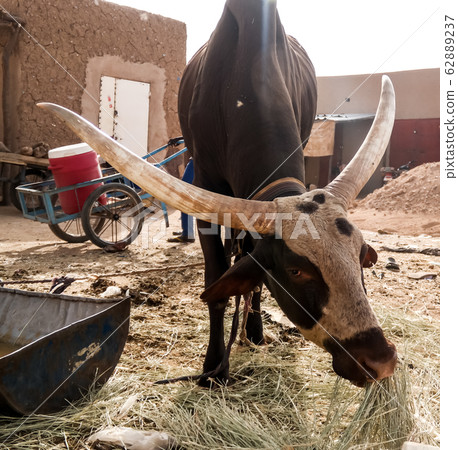 Portrait of ankole-watusi bighorned bull, Agadez 62889237