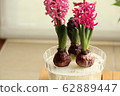 Hydrations of hyacinth 62889447