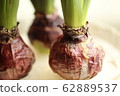 Hyacinth bulb of hydroponics 62889537