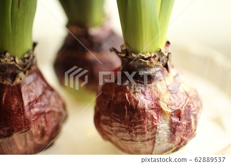 Hyacinth bulb of hydroponics Hyacinth bulb of hydroponics 62889537