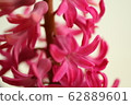 Hyacinth Flower 62889601