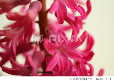風信子花 風信子花 62889601