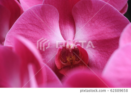 Beautiful purple orchid flower blooming in wild nature field. 62889658
