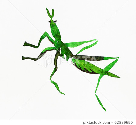 green grasshopper hand-drawn in sumi-e style 62889690