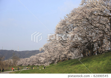 Cherry blossoms on the back split bank of Yawata City, Kyoto Prefecture Cherry blossoms on the back split bank of Yawata City, Kyoto Prefecture 62890545
