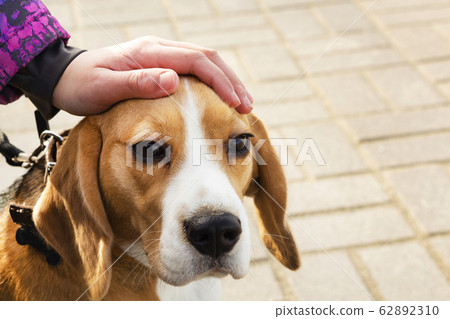 Close-up of a Beagle dog and a child's hands Close-up of a Beagle dog and a child's hands 62892310