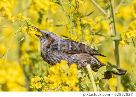 Rape blossoms and brown eyedrys 62892827