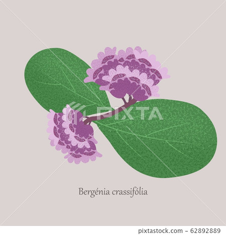 Bergenia Crassifolia Plant With Purple Flowers Stock Illustration 62892889 Pixta