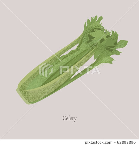 Celery, Apium graveolens useful vegetable with green leaves. 62892890