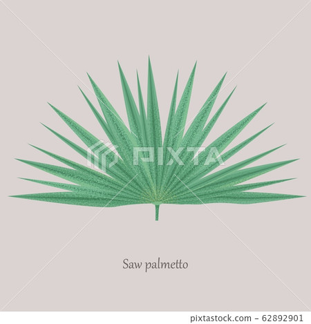 Saw Palmetto, Serenoa repens medicinal tree. Saw Palmetto, Serenoa repens medicinal tree. 62892901
