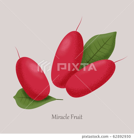 Red berries miracle fruit, synsepalum dulcificum on a gray background. 62892930
